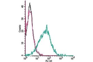 Cell surface detection of P2X1 by indirect flow cytometry in live intact human MEG-01 megakaryocytic leukemia cells:  (black line) Cells. (P2RX1 抗体  (Extracellular))