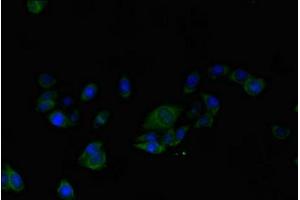 Immunofluorescent analysis of HepG2 cells using ABIN7143770 at dilution of 1:100 and Alexa Fluor 489-congugated AffiniPure Goat Anti-Rabbit IgG(H+L) (ALG2 抗体  (AA 303-405))