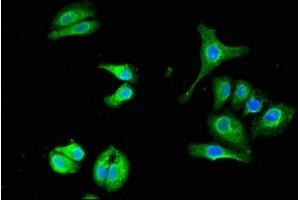 Immunofluorescent analysis of HepG2 cells using ABIN7174224 at dilution of 1:100 and Alexa Fluor 488-congugated AffiniPure Goat Anti-Rabbit IgG(H+L) (Ubiquilin 1 抗体  (AA 1-300))
