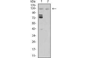 Western blot analysis using MIB1 mouse mAb against Hela (1) and COS7 (2) cell lysate. (MIB1 抗体  (AA 6-221))