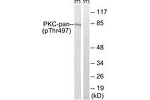 Western blot analysis of extracts from NIH-3T3 cells treated with PMA 250ng/ml 15', using PKC-pan (Phospho-Thr497) Antibody. (PKC 抗体  (pThr497))