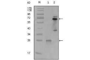 Western Blot showing SYK antibody used against truncated SYK-His recombinant protein (1) and PMA induced THP-1 cell lysate (2). (SYK 抗体  (AA 296-484))