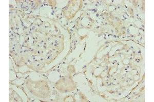 Immunohistochemistry of paraffin-embedded human kidney tissue using ABIN7168530 at dilution of 1:100 (MAT2A 抗体  (AA 1-395))