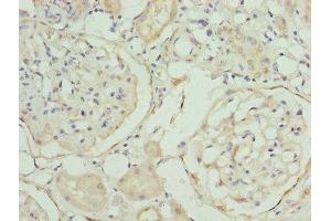 Immunohistochemistry of paraffin-embedded human kidney tissue using ABIN7168530 at dilution of 1:100 (MAT2A 抗体  (AA 1-395))