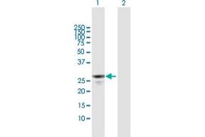 Western Blot analysis of APOBEC2 expression in transfected 293T cell line by APOBEC2 MaxPab polyclonal antibody. (APOBEC2 抗体  (AA 1-224))