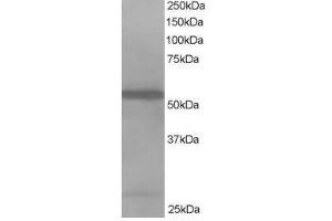 Image no. 1 for anti-Drebrin-Like (DBNL) (N-Term) antibody (ABIN374214) (DBNL 抗体  (N-Term))