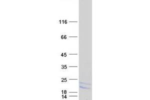 Western Blotting (WB) image for Lymphocyte Antigen 6 Complex, Locus H (LY6H) (Transcript Variant 1) protein (Myc-DYKDDDDK Tag) (ABIN2725035)