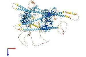 MRCKG Protein (AA 1-1551) (His tag)