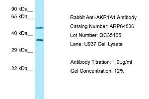 Western Blotting (WB) image for anti-Aldo-Keto Reductase Family 1, Member A1 (Aldehyde Reductase) (AKR1A1) (N-Term) antibody (ABIN2774400) (AKR1A1 抗体  (N-Term))