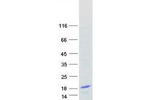 Western Blotting (WB) image for Small Nuclear Ribonucleoprotein Polypeptide G (SNRPG) protein (Myc-DYKDDDDK Tag) (ABIN2732319)