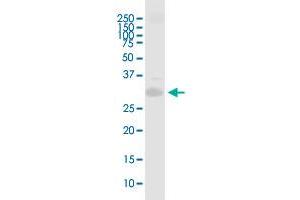 PRRX1 MaxPab polyclonal antibody. (PRRX1 抗体  (AA 1-217))