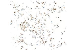 Immunocytochemistry (ICC) image for anti-Kruppel-Like Factor 4 (Gut) (KLF4) (AA 75-125) antibody (ABIN7795639) (Recombinant KLF4 抗体  (AA 75-125))