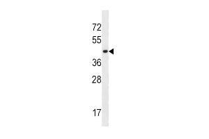 SLC16A10 Antibody (C-term) (ABIN657159 and ABIN2846293) western blot analysis in K562 cell line lysates (35 μg/lane). (SLC16A10 抗体  (C-Term))