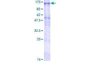 G Protein-Coupled Receptor 155 (GPR155) (AA 1-870) protein (GST tag)