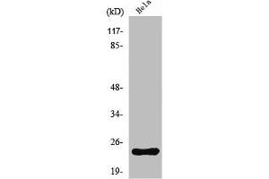 Western Blot analysis of HeLa cells using Neurensin-1 Polyclonal Antibody (Neurensin 1 抗体  (Internal Region))