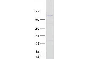 Western Blotting (WB) image for Acyl-CoA Dehydrogenase Family, Member 11 (ACAD11) protein (Myc-DYKDDDDK Tag) (ABIN2714297)