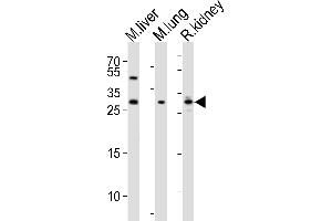 Western blot analysis of lysates from mouse liver, mouse lung, rat kidney tissue lysate (from left to right), using SOST Antibody (N-term) (ABIN390193 and ABIN2840682). (Sclerostin 抗体  (N-Term))