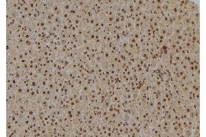 ABIN6277020 at 1/100 staining Mouse liver tissue by IHC-P.