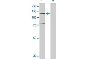 Western Blot analysis of SFRS14 expression in transfected 293T cell line by SFRS14 MaxPab polyclonal antibody. (SFRS14 抗体  (AA 1-988))