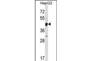 SERINC2 Antibody (Center) (ABIN1538250 and ABIN2849195) western blot analysis in HepG2 cell line lysates (35 μg/lane). (SERINC2 抗体  (AA 289-316))