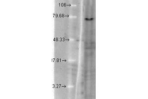 Western Blotting (WB) image for anti-Potassium Voltage-Gated Channel, KQT-Like Subfamily, Member 1 (KCNQ1) (AA 2-101) antibody (PerCP) (ABIN2483169)