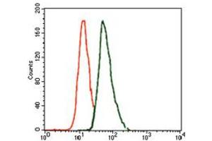 Image no. 3 for anti-T Brachyury Protein antibody (ABIN1491210) (T Brachyury Protein 抗体)