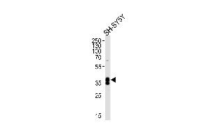 Western blot analysis of lysate from SH-SY5Y cell line, using MSI1 Antibody (N-term) (ABIN655905 and ABIN2845305). (MSI1 抗体  (N-Term))