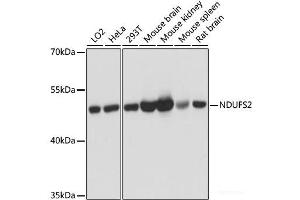 Western blot analysis of extracts of various cell lines using NDUFS2 Polyclonal Antibody at dilution of 1:3000. (NDUFS2 抗体)