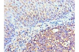 Immunohistochemistry of paraffin-embedded human tonsil tissue using ABIN7152969 at dilution of 1:100 (Flotillin 2 抗体  (AA 239-428))