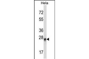Western blot analysis in Hela cell line lysates (35ug/lane). (PEX19 抗体  (N-Term))