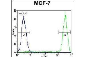 GALNS Antibody (Center) (ABIN655593 and ABIN2845079) flow cytometric analysis of MCF-7 cells (right histogram) compared to a negative control cell (left histogram). (GALNS 抗体  (AA 236-263))