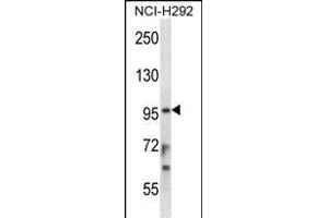 STAT4 Antibody (C-term) (ABIN657644 and ABIN2846639) western blot analysis in NCI- cell line lysates (35 μg/lane). (STAT4 抗体  (C-Term))