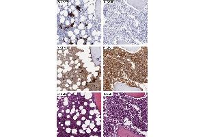 Immunohistochemistry (IHC) image for anti-alpha Hemoglobin Stabilizing Protein (aHSP) antibody (ABIN1043695) (aHSP 抗体)