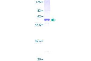 PPP1R8 Protein (AA 1-209) (GST tag)