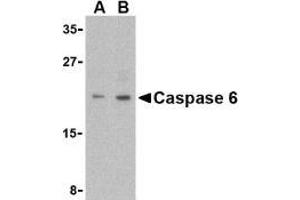 Western blot analysis of Caspase-6 in MCF7 cell lysate with AP30201PU-N Caspase-6 antibody (IN) at (A) 1 and (B) 2 μg/ml. (Caspase 6 抗体  (Intermediate Domain))