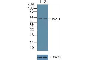 Knockout Varification: Lane 1: Wild-type Hela cell lysate, Lane 2: PSAT1 knockout Hela cell lysate, Predicted MW: 40kd Observed MW: 40kd Primary Ab: 2 μg/mL Rabbit Anti-Human PSAT1 Antibody Second Ab: 0. (PSAT1 抗体  (AA 1-312))