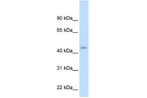 WB Suggested Anti-NR1I3 Antibody Titration:  1. (NR1I3 抗体  (N-Term))