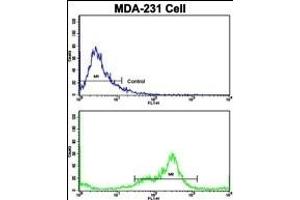 Flow cytometric analysis of MDA-231 cells using VCP Antibody (C-term)(bottom histogram) compared to a negative control cell (top histogram). (VCP 抗体  (C-Term))