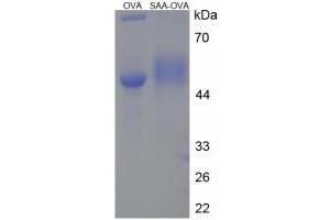 Image no. 2 for Serum Amyloid A (SAA) protein (Ovalbumin) (ABIN2127486) (SAA Protein (Ovalbumin))