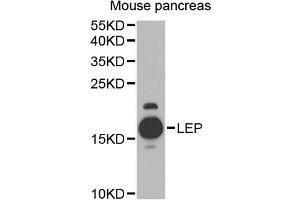 Western blot analysis of extracts of mouse pancreas, using LEP antibody (ABIN4904218) at 1:1000 dilution. (Leptin 抗体)
