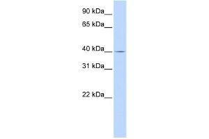 WB Suggested Anti-SLC22A18 Antibody Titration:  0. (ORCTL-2/SLC22A18 抗体  (Middle Region))