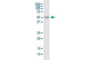 BSCL2 MaxPab rabbit polyclonal antibody. (BSCL2 抗体  (AA 1-400))