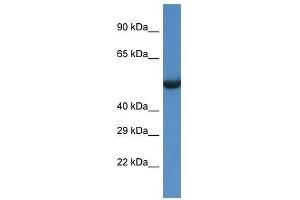 Western Blot showing Sesn1 antibody used at a concentration of 1. (SESN1 抗体  (C-Term))