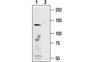 Western blot analysis of A875 (human melanoma cell line) lysate: - 1. (TRPM1 抗体  (C-Term, Intracellular))