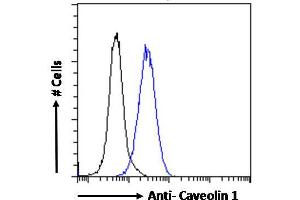 ABIN185421 Flow cytometric analysis of paraformaldehyde fixed HeLa cells (blue line), permeabilized with 0. (Caveolin-1 抗体  (Internal Region))