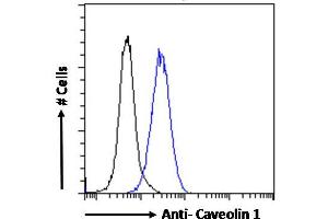 ABIN185421 Flow cytometric analysis of paraformaldehyde fixed HeLa cells (blue line), permeabilized with 0.
