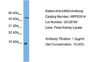 WB Suggested Anti-ENSA  Antibody Titration: 0. (Ensa 抗体  (N-Term))