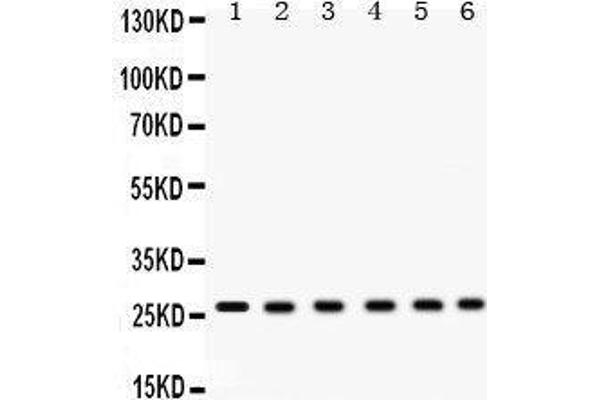 EIF6 antibody  (AA 66-210)