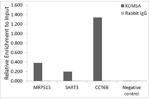 Chromatin immunoprecipitation analysis of extracts of HCT116 cells, using KDM5A antibody (ABIN7268330) and rabbit IgG. (KDM5A 抗体)