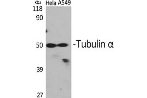 Western Blot analysis of Hela (1), A549 (2), diluted at 1:2000. (alpha Tubulin 抗体  (AA 380-460))